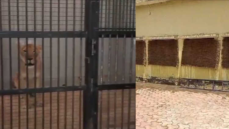 इटावा: सफारी के शेरों को गर्मी से बचाने के लिए लगाए गए एसी और कूलर